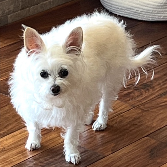 Meet your Posher, Posh - Picture 10 of 16